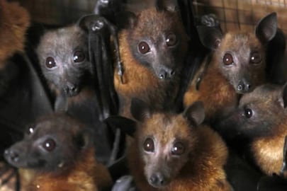 Bats