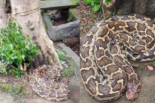 Python