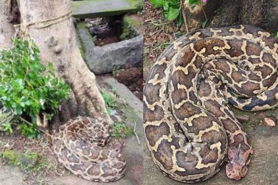 Python