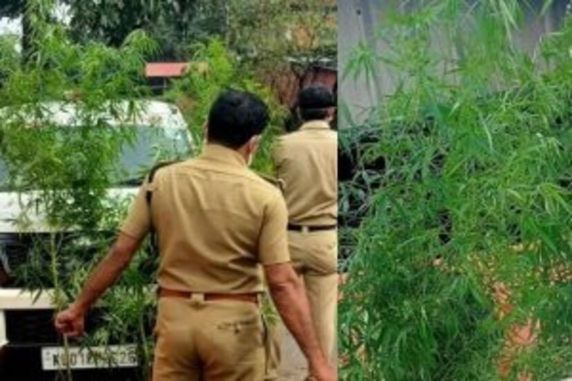 [caption id="attachment_450393" align="alignnone" width="300"] കണ്ണൂര്‍ തളിപ്പറമ്പില്‍ കഞ്ചാവ് ചെടികള്‍ വളര്‍ത്തുന്നതായി കണ്ടെത്തി. ധര്‍മ്മശാല ഇന്റസ്ട്രിയല്‍ ഡവലപ്പ്‌മെന്റ് പാര്‍ക്കിന്റെ പരിസരത്താണ് ചെടികള്‍ വളര്‍ന്നിരുന്നത്.</dd>
 	<dd>[/caption]