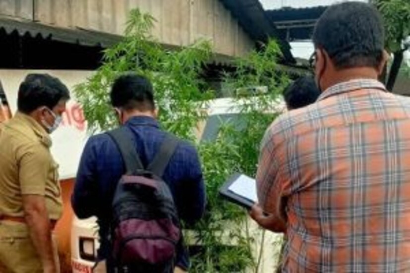 [caption id="attachment_450397" align="alignnone" width="300"] ധര്‍മ്മശാല ഇന്റസ്ട്രിയല്‍ ഡവലപ്പ്‌മെന്റ് പാര്‍ക്കിന്റെ പരിസരത്ത് കഞ്ചാവ് ഉപയോഗം ഉള്ളതായി എക്‌സൈസിന് നേരത്തെ രഹസ്യ വിവരം ലഭിച്ചിരുന്നു. തുടര്‍ന്ന് ഉദ്യോഗസ്ഥര്‍ പ്രദേശം നീരീക്ഷിച്ചു വരികയായിരുന്നു. ഇതിനിടയിലാണ് കഞ്ചാവ് ചെടികളെ സംബന്ധിച്ച് ചൊവ്വാഴ്ച വിവരം ലഭിച്ചത്.</dd>
 	<dd>[/caption]