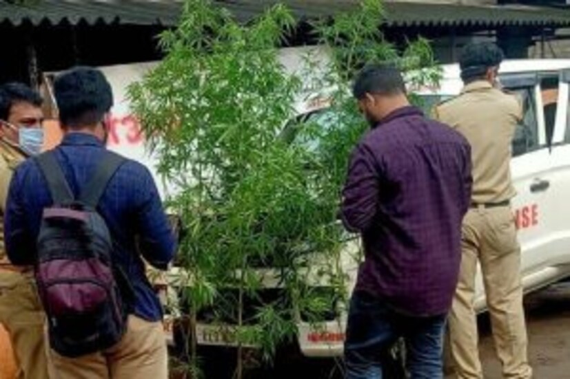 [caption id="attachment_450399" align="alignnone" width="300"] പ്ലാസ്റ്റിക്ക് ചാക്ക് കൊണ്ട് മറച്ച നിലയിലിരുന്നു ചെടികള്‍. ഏകദേശം 230 സെന്റീമീറ്റര്‍ ഉയരമുണ്ട് ചെടികള്‍ക്ക്. 4 കഞ്ചാവ് ചെടികളാണ് എക്‌സൈസ് സംഘം കസ്റ്റഡിയില്‍ എടുത്തത്.</dd>
 	<dd>[/caption]