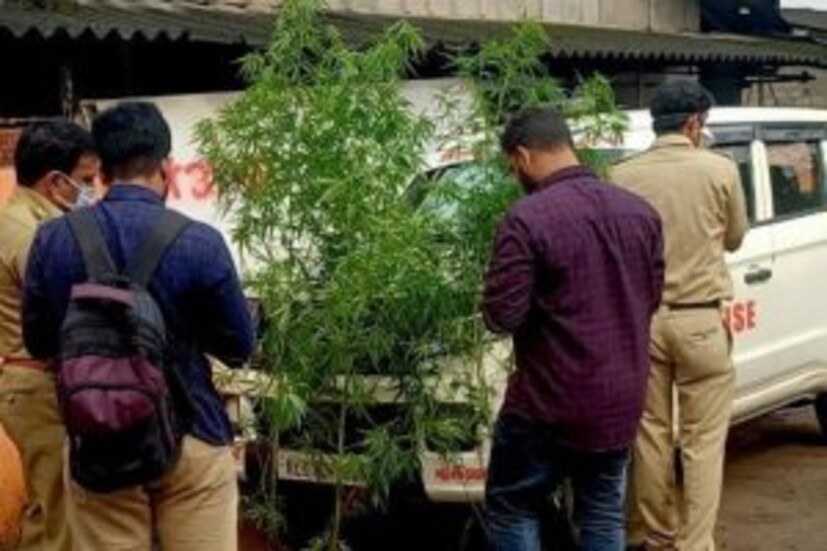  എക്‌സൈസ് പ്രിവന്റീവ് ഓഫിസര്‍ എം.വി അഷ്‌റഫ്, സിവില്‍ എക്‌സെസ് ഓഫിസര്‍ ടി.വി വിനേഷ്, കെ.കെ വിനീഷ്, കെ.ശരത്ത്, പി.ആര്‍ വിനീത്, ഡ്രൈവര്‍ അജിത്ത് എന്നിവരടങ്ങിയ സംഘമാണ് കഞ്ചാവ് ചെടികള്‍ കണ്ടെത്തിയത്
