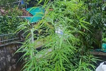വീട്ടുവളപ്പില്‍ ആറടി ഉയരത്തില്‍ കഞ്ചാവ് ചെടി; നാര്‍കോട്ടിക്ക് സെല്‍ കേസെടുത്തു