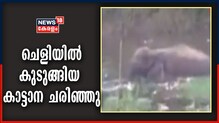 പാലക്കാട് നെല്ലിയാമ്പതിയിൽ ചെളിയിൽ കുടുങ്ങിയ കാട്ടാന ചരിഞ്ഞു
