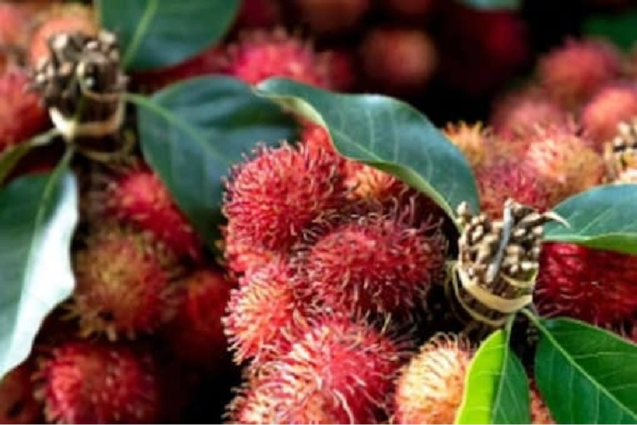 Nipah | റംബുട്ടാന് വിലയിടിഞ്ഞു; പേടിക്കേണ്ട കാര്യമില്ലെന്ന് വിദഗ്ദ്ധർ