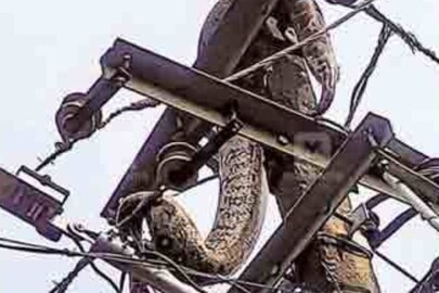 snake-Electric pole