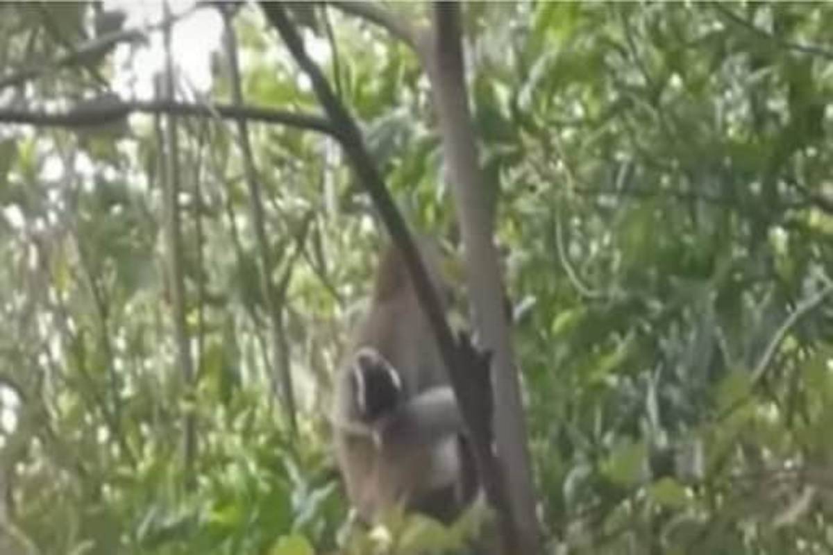 കുരങ്ങൻ നായക്കുട്ടിയെ തട്ടിക്കൊണ്ടുപോയി; തടങ്കലിൽ നിന്ന് മോചിപ്പിച്ചത് 3 ദിവസത്തിനുശേഷം