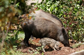 wild boar