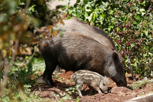 wild boar