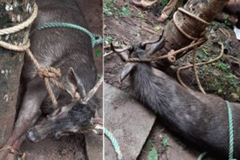  തിരുവനനന്തപുരം: കിണറ്റില്‍ വീണ മ്ലാവിനെ(Sambar deer) ഫയര്‍ഫോഴ്‌സ്(Fire force) രക്ഷപ്പെടുത്തി. പിരപ്പന്‍കോട് വാധ്യാരുകോണത്ത് തടത്തരികത്ത് വീട്ടില്‍ ക്ലാവിഡിന്റെ കിണറ്റിലാണ് കഴിഞ്ഞ ദിവസം രാവിലെ പത്ത് മണിയോടെയാണ് മ്ലാവ് വീണത്.