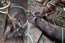 40 അടി ആഴമുള്ള കിണറ്റില്‍ വീണ മ്ലാവ് രക്ഷാപ്രവര്‍ത്തനത്തിനിടെ ആക്രമിച്ചു