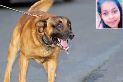 Vincy_Dog