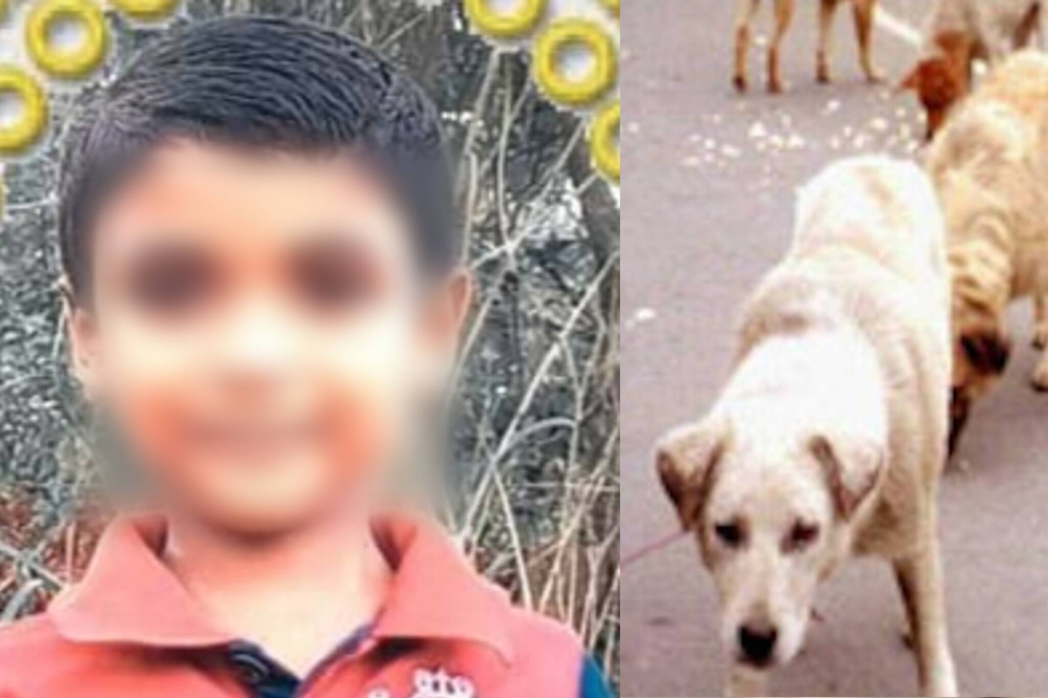 നായയുടെ കടിയേറ്റ 7 വയസുകാരൻ പേവിഷബാധയേറ്റ് മരിച്ചു; വാക്സിനെടുത്തിട്ടും ഫലം ചെയ്തില്ല