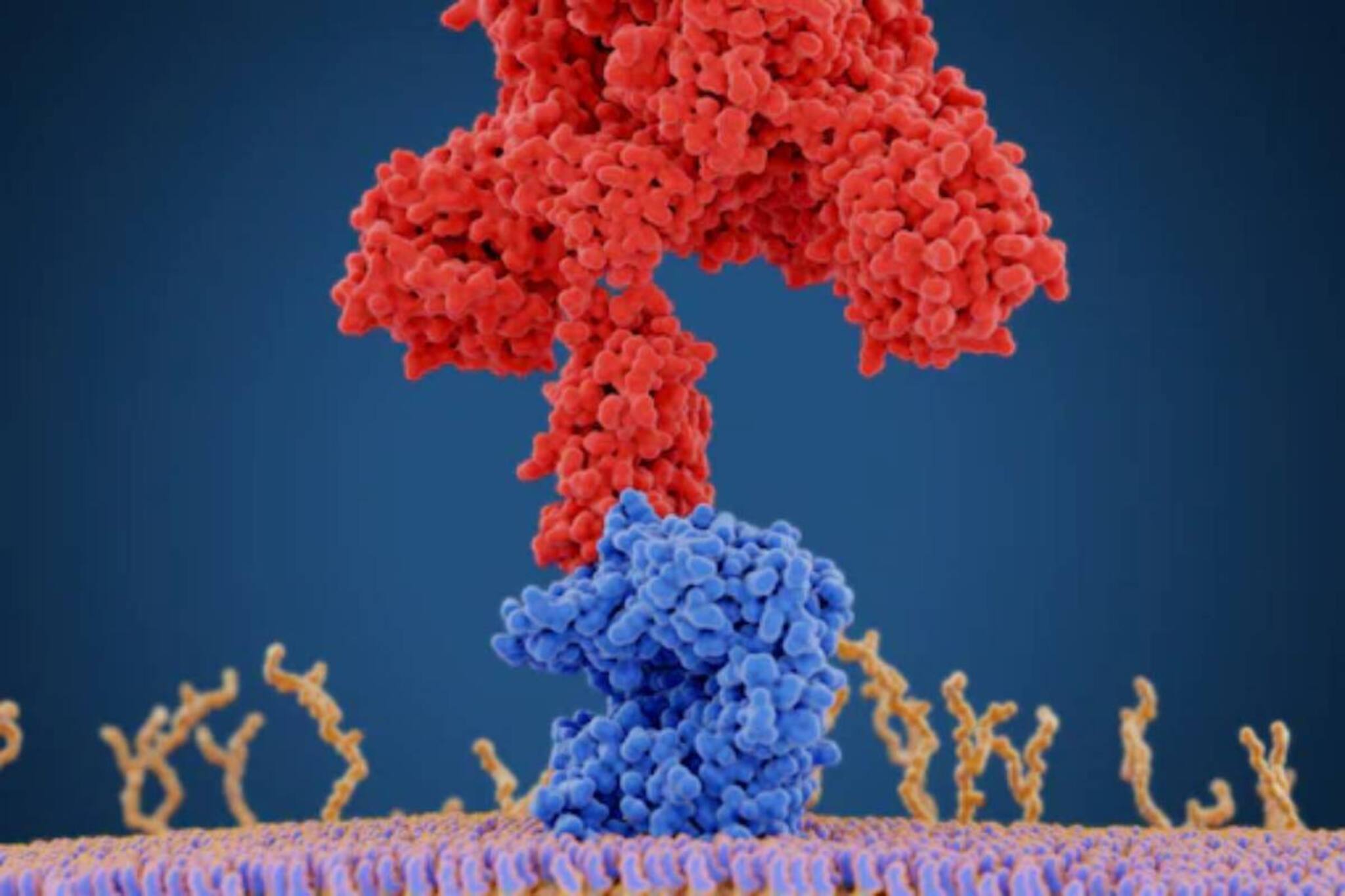 Covid 19 | കൊറോണ വൈറസിൽ രക്തക്കുഴലുകളെ നശിപ്പിക്കുന്ന അഞ്ച് പ്രോട്ടീനുകൾ കണ്ടെത്തി; ഹൃദയാഘാതത്തിന് കാരണമായേക്കാം