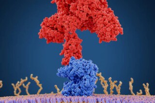 Credits: Shutterstock Credits: Shutterstock