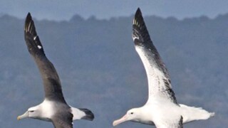 Albatrosses