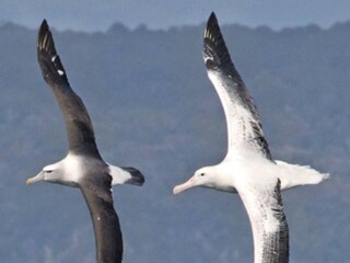 Albatrosses