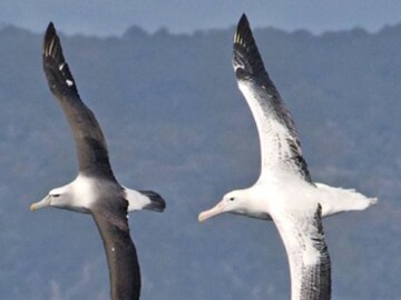 Albatrosses