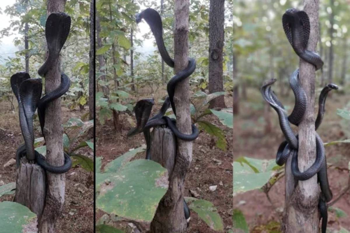 മഹാരാഷ്ട്രയിലെ അമരാവതി ജില്ലയിലെ ഹരിസാല്‍ വനത്തില്‍ നിന്നുള്ളവയാണ് ഈ ചിത്രങ്ങള്‍