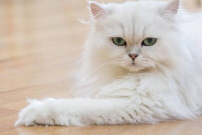 Persian_cat Persian_cat