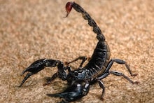 Scorpion Stings | ഈജിപ്തില്‍ തേളുകളുടെ കുത്തേറ്റ് 500ലധികം പേർ ആശുപത്രിയില്‍