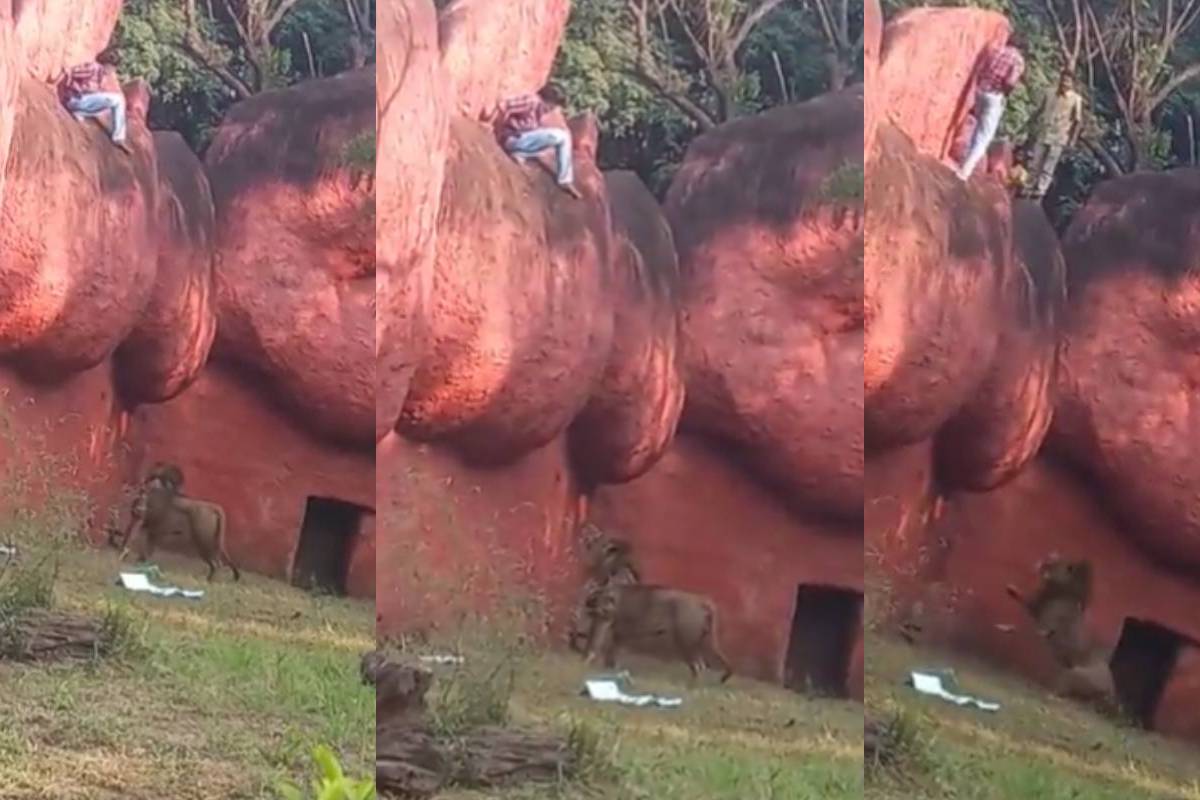 സിംഹക്കൂട്ടില്‍ യുവാവിന്റെ സാഹസികത; മൃഗശാലാ ജീവനക്കാര്‍ പിടികൂടി പോലീസിന് കൈമാറി
