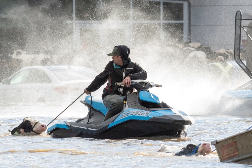 Cows that were stranded in a flooded barn are rescued by people in boats and a sea doo after rainstorms lashed the western Canadian province of British Columbia, triggering landslides and floods, and shutting highways, in Abbotsford, British Columbia, Canada on November 16. (Image: REUTERS/Jennifer Gauthier)
