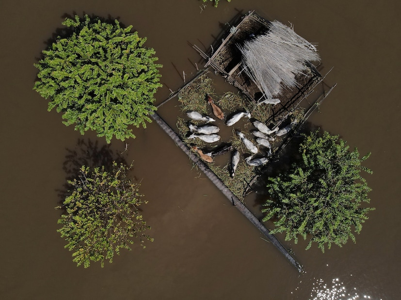 An aerial view shows cattle on the banks of the Solimoes river, that flooded the rural municipality of Manacapuru, in Amazonas state, Brazil, on June 24. (Image: REUTERS/Bruno Kelly)