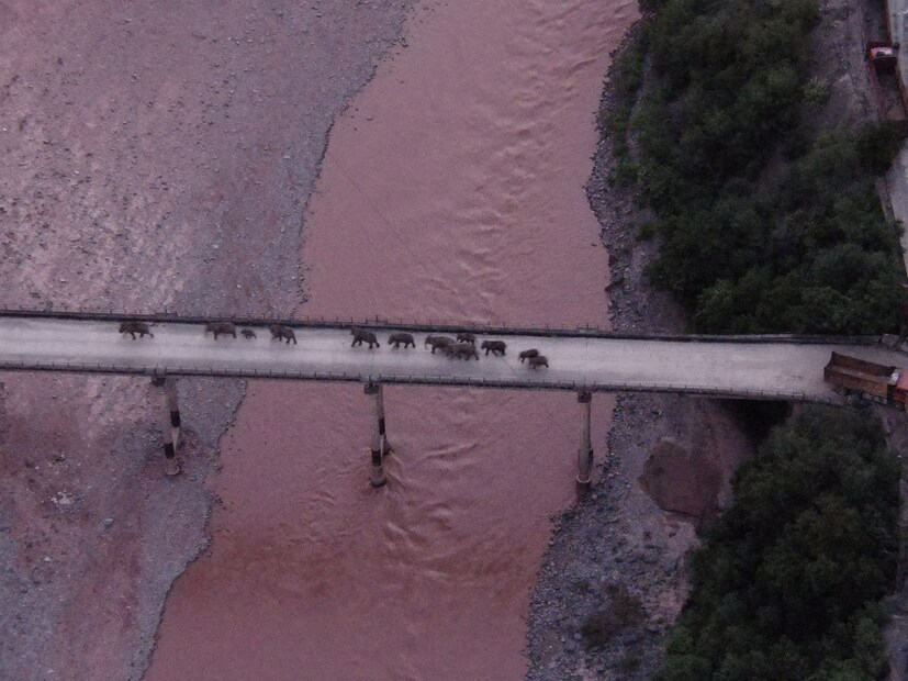 An aerial view shows a herd of wild Asian elephants crossing the Yuanjiang River in Yuanjiang county of Yuxi, Yunnan province, China, on August 8. (Image: Reuters)