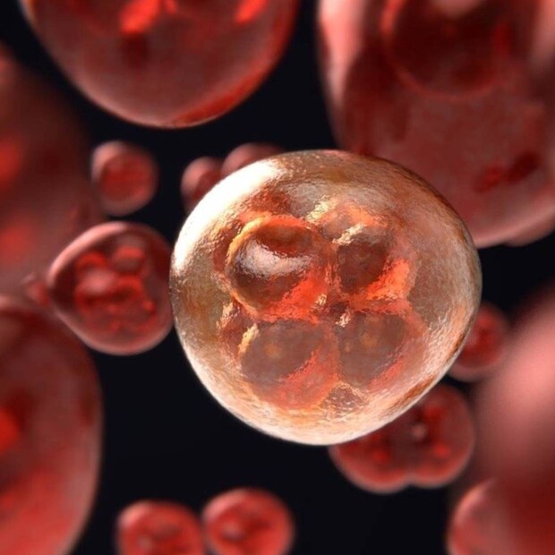  ഇതില്‍ വിജയിച്ചപ്പോള്‍ ഗവേഷകര്‍ ഉറുമ്പുകളെ വ്യത്യസ്ത അര്‍ബുദ കോശങ്ങളുടെ ഗന്ധങ്ങൾ പരിചയപ്പെടുത്തി. തുടര്‍ പരീക്ഷണത്തില്‍ ''ഉറുമ്പുകള്‍ അര്‍ബുദ കോശങ്ങളോടും ആരോഗ്യമുള്ള കോശങ്ങളോടും വ്യത്യസ്ത രീതിയിൽ പ്രതികരിക്കുന്നതായി ശാസ്ത്രജ്ഞര്‍ കണ്ടെത്തി. പരിശീലനത്തിന് ശേഷം ക്യാന്‍സര്‍ കോശങ്ങള്‍ പുറത്തുവിടുന്ന അസ്ഥിരമായ ജൈവ സംയുക്തങ്ങള്‍ കണ്ടെത്താന്‍ ഫോര്‍മിക ഫ്യൂസ്‌ക ഉറുമ്പുകള്‍ക്ക് കഴിയുമെന്ന് തെളിഞ്ഞു.