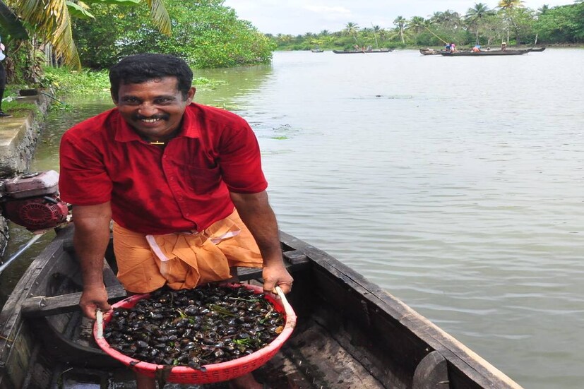  വേമ്പനാട് കായലിലെ കക്കസമ്പത്ത്(Sea shell) പുനരുജ്ജീവിപ്പിക്കാനുള്ള കേന്ദ്ര സമുദ്രമത്സ്യ ഗവേഷണ സ്ഥാപനത്തിന്റെ (സിഎംഎഫ്ആര്‍ഐ) ശ്രമം വന്‍ വിജയം. കായലില്‍ കക്കയുടെ ലഭ്യത കുറഞ്ഞ പശ്ചാത്തലത്തില്‍, കുഞ്ഞുങ്ങളെ കായലില്‍ നിക്ഷേപിച്ച് നടത്തിയ 'കക്ക പുനുരുജ്ജീവന' പദ്ധതിയിലൂടെ ഉല്‍പാദനം വര്‍ധിച്ചതായി കണ്ടെത്തി. വിളവെടുപ്പ് തുടങ്ങിയതോടെ, ചുരുങ്ങിയത് 10 ടണ്‍ കക്കയാണ് മത്സ്യത്തൊഴിലാളികള്‍ പ്രതിദിനം ഈ പ്രദേശങ്ങളില്‍ നിന്ന് ശേഖരിക്കുന്നത്. ഏകദേശം 1500 ടണ്‍ കക്ക ഉല്‍പാദനമാണ് കുഞ്ഞുങ്ങളെ നിക്ഷേപിച്ച ഭാഗങ്ങളില്‍ നിന്ന് സിഎംഎഫ്ആര്‍ഐ പ്രതീക്ഷിക്കുന്നത്. ഇത്, നിക്ഷേപിച്ച കുഞ്ഞുങ്ങളുടെ ഏഴിലധികം മടങ്ങ് വരും.