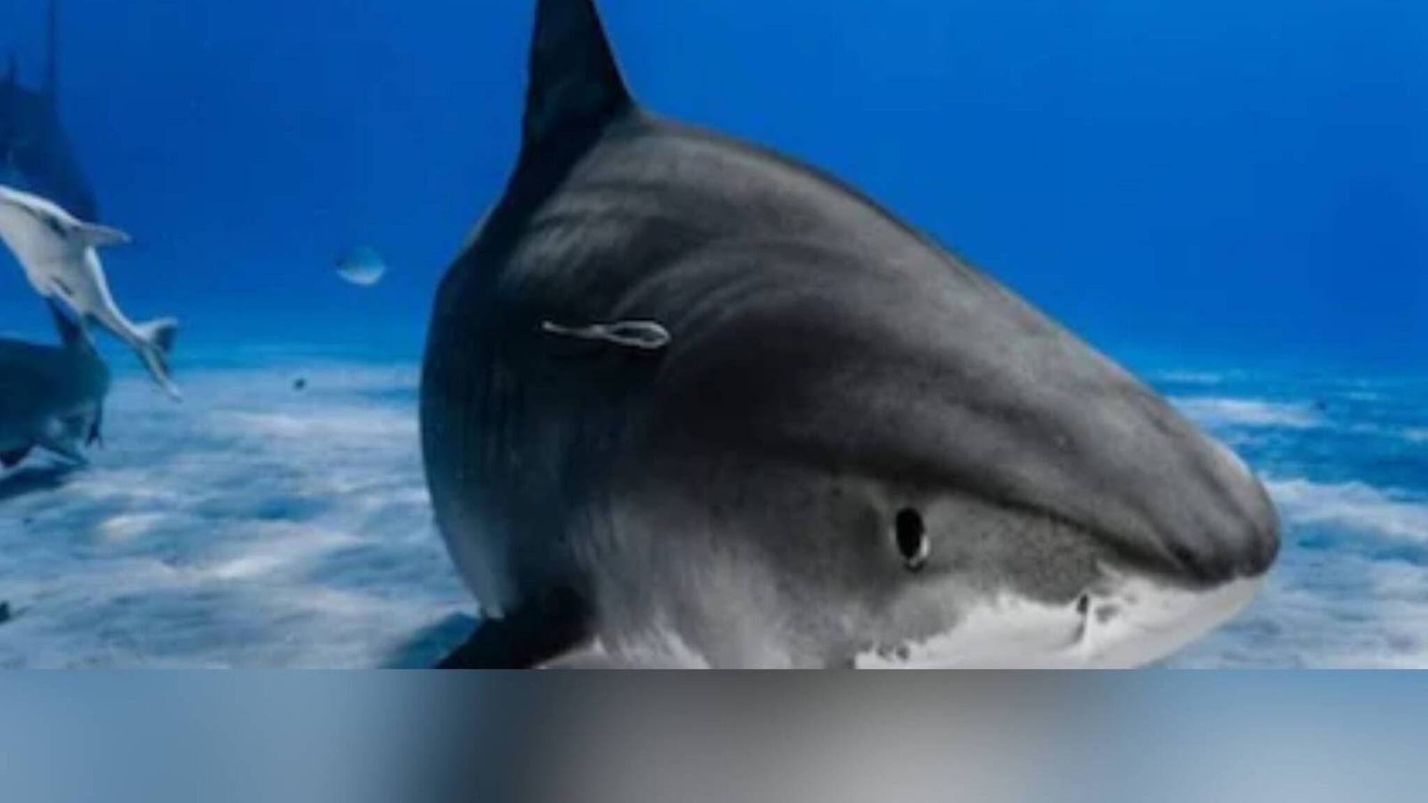 Covid 19 | സ്രാവുകളിലെ പ്രത്യേകതരം പ്രോട്ടീൻ കൊറോണ വൈറസിനെയും വകഭേദങ്ങളെയും ചെറുക്കാൻ സഹായിക്കുമെന്ന് പഠനം