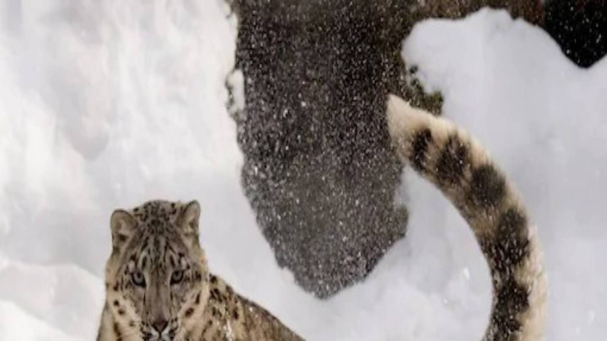 Covid 19 | കോവിഡ് മനുഷ്യരുടെ മാത്രമല്ല, മൃഗങ്ങളുടെ ജീവനും ഭീഷണി