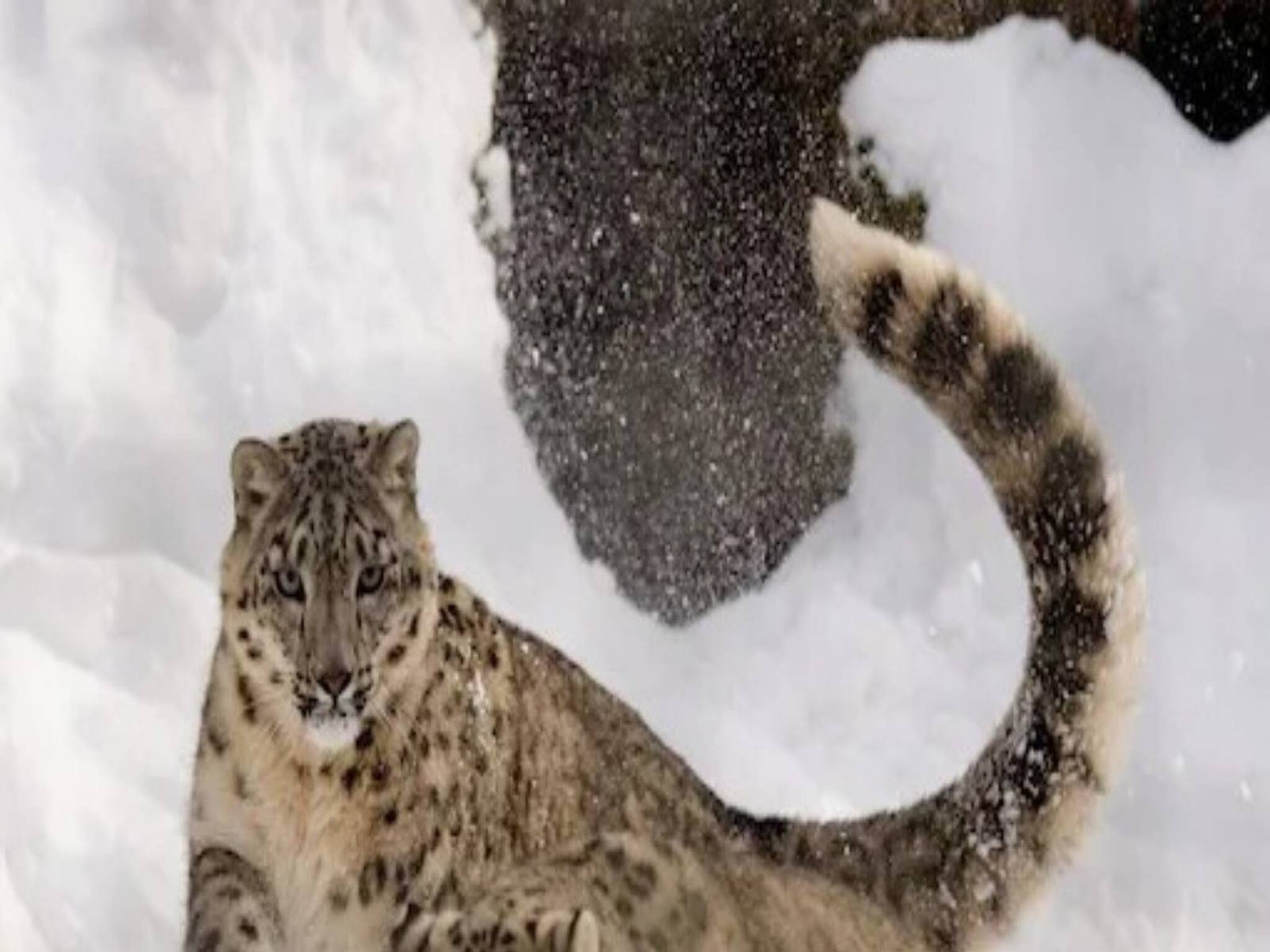 Covid 19 | കോവിഡ് മനുഷ്യരുടെ മാത്രമല്ല, മൃഗങ്ങളുടെ ജീവനും ഭീഷണി