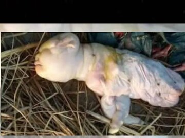 മനുഷ്യമുഖമുള്ള ആട്ടിൻകുട്ടി