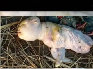 മനുഷ്യമുഖമുള്ള ആട്ടിൻകുട്ടി മനുഷ്യമുഖമുള്ള ആട്ടിൻകുട്ടി