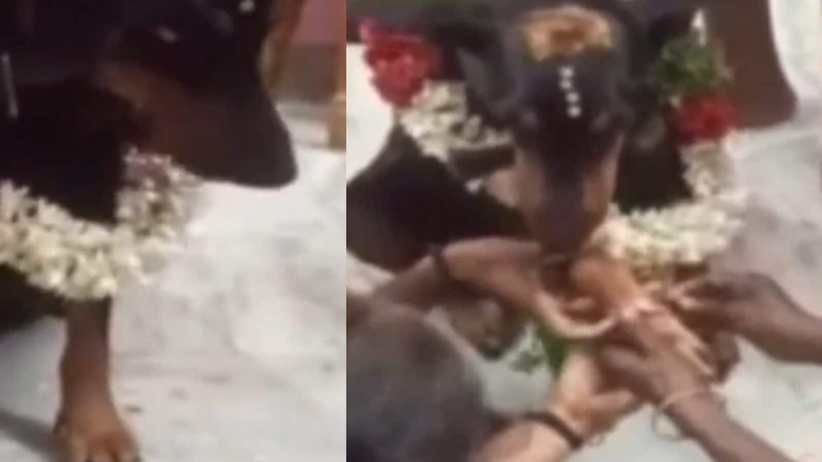 Bangle Ceremony വളർത്തുനായ ഗർഭിണിയായി; ആഘോഷമായ വളക്കാപ്പ് ചടങ്ങ്