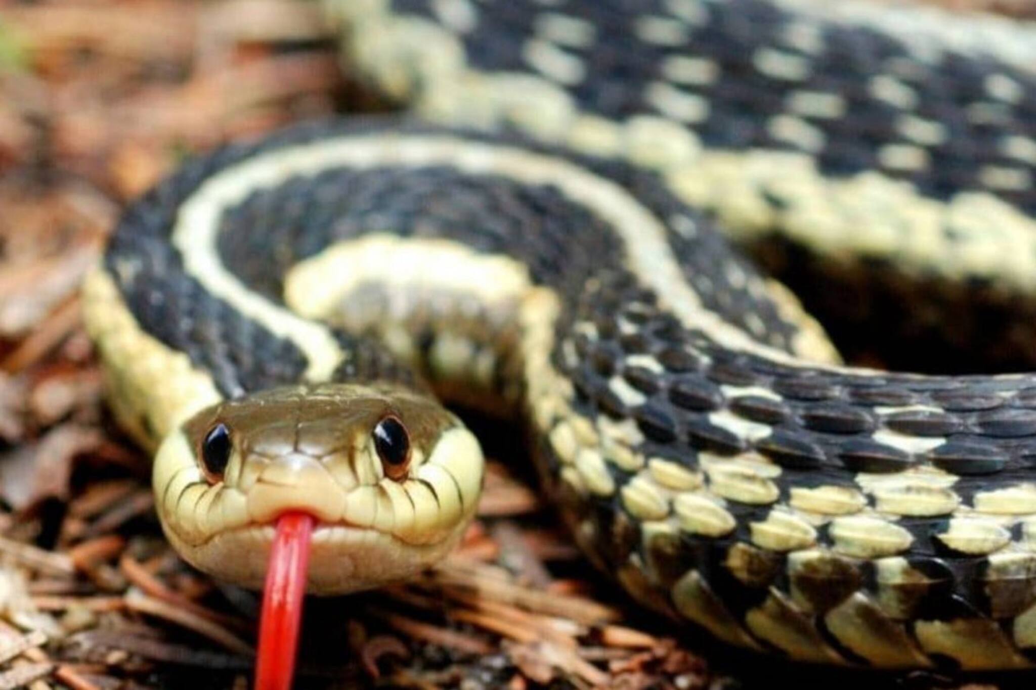 സംസ്ഥാനത്ത് കഴിഞ്ഞ അഞ്ച് വർഷത്തിനിടെ പാമ്പുകടിയേറ്റ് മരിച്ചത് 450 പേരെന്ന് മന്ത്രി