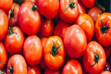 Tomato Price | തക്കാളി വില കുതിക്കുന്നു; കിലോയ്ക്ക് 65 രൂപയായി