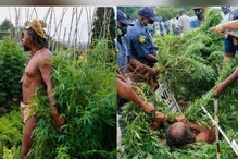 Marijuana | പാര്‍ലമെന്റില്‍ കഞ്ചാവ് ചെടി വളര്‍ത്തി ഗോത്രരാജാവ്; പിഴുതെറിഞ്ഞ് പൊലീസ്
