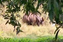 Wild buffalo | പാലക്കാട് ചിറ്റൂരിൽ കാട്ടുപോത്തിറങ്ങി; നാട്ടുകാർ ഭീതിയിൽ