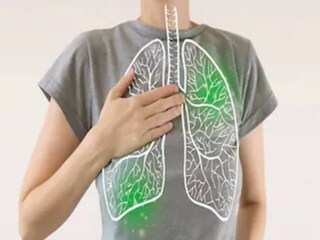 Lungs