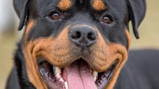 Rottweiler Rottweiler