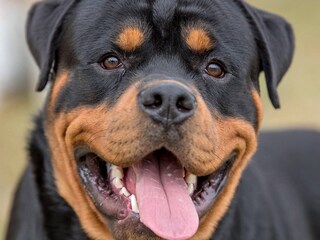 Rottweiler