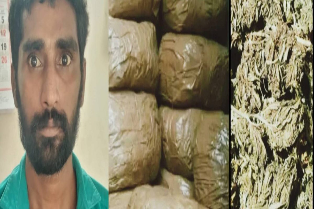 ആന്ധ്രയിൽ നിന്നും അങ്കമാലിയിലേക്ക് 225 കിലോ കഞ്ചാവ്; ഒളിവിൽ കഴിഞ്ഞിരുന്ന പ്രതി പിടിയിൽ