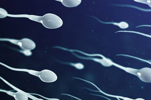sperm