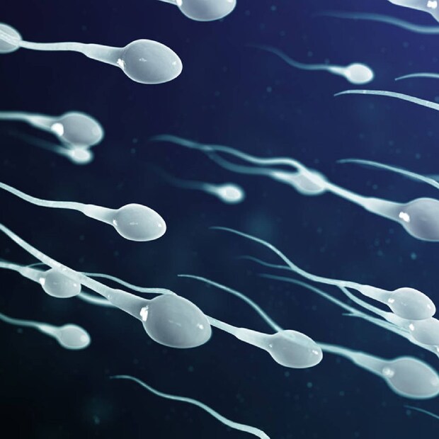  3. ബീജങ്ങളുടെ എണ്ണം വർദ്ധിപ്പിക്കുക: ഗ്രാമ്പൂ എണ്ണയിൽ ധാരാളം വിറ്റാമിനുകൾ, ഫ്ലേവനോയിഡുകൾ, ആൽക്കലോയിഡുകൾ, കാർബോഹൈഡ്രേറ്റ്സ്, പ്രോട്ടീനുകൾ എന്നിവ അടങ്ങിയിട്ടുണ്ട്. ഇത് ബീജങ്ങളുടെ എണ്ണം വർദ്ധിപ്പിക്കാൻ സഹായിക്കുന്നു. ബീജ ചലനം മെച്ചപ്പെടുത്താനും ഇത് സഹായിക്കും. അരോമാതെറാപ്പിയുടെ സഹായത്തോടെ നിങ്ങൾക്ക് ഇത് പ്രയോജനപ്പെടുത്താം