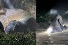 കാട്ടാന കിടങ്ങില്‍ വീണു; വെള്ളം നിറച്ച് പുറത്ത് എത്തിച്ചു; രക്ഷാപ്രവര്‍ത്തനത്തെ