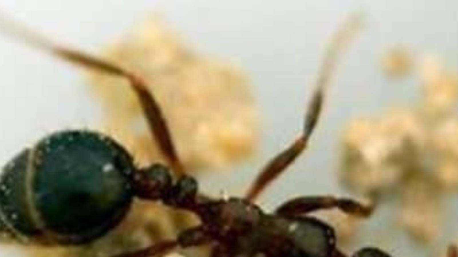 Canser Insect Cancerous Cells | മനുഷ്യരിലെ അര്ബുദ കോശങ്ങളെ തിരിച്ചറിയാന് പ്രത്യേക ...